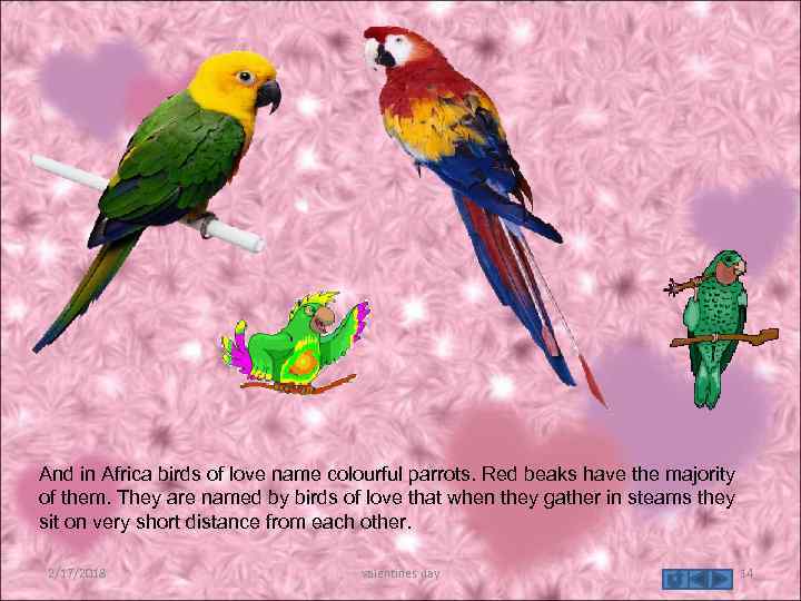 And in Africa birds of love name colourful parrots. Red beaks have the majority