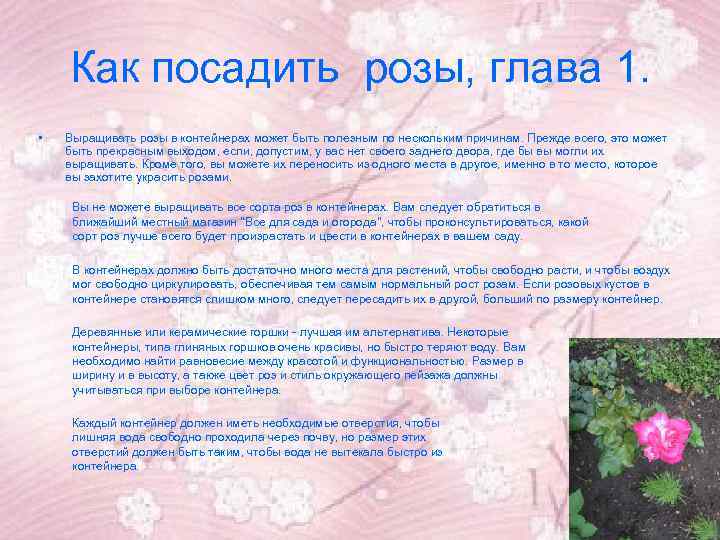 Как посадить розы, глава 1. • Выращивать розы в контейнерах может быть полезным по