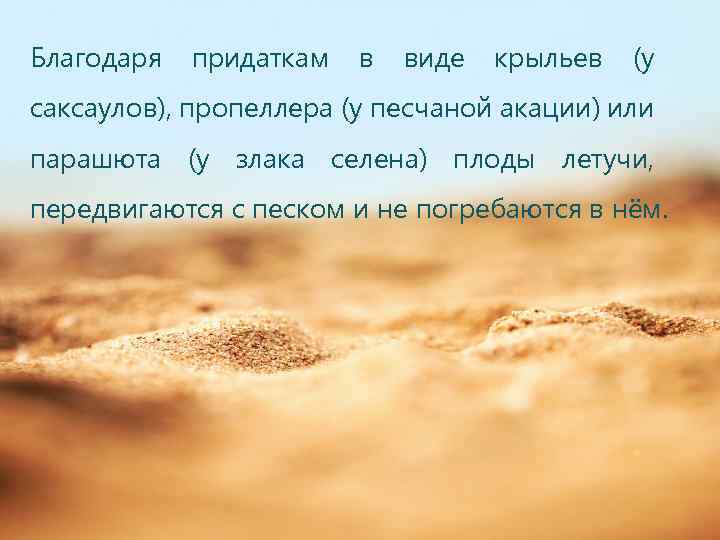 Благодаря придаткам в виде крыльев (у саксаулов), пропеллера (у песчаной акации) или парашюта (у