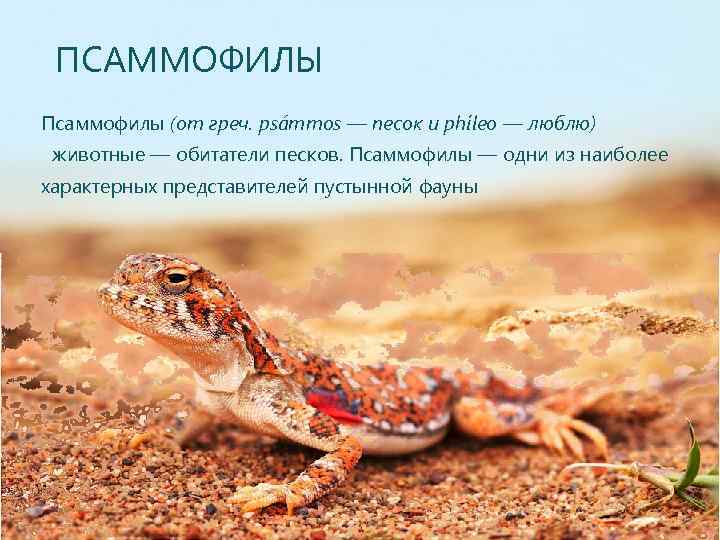 ПСАММОФИЛЫ Псаммофилы (от греч. psámmos — песок и phíleo — люблю) животные — обитатели