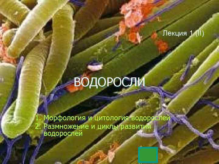 Лекция 1 (II) ВОДОРОСЛИ 1. Морфология и цитология водорослей 2. Размножение и циклы развития