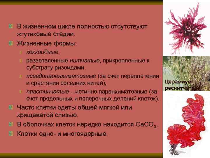 Мембраноптера пильчатая В жизненном цикле полностью отсутствуют жгутиковые стадии. Жизненные формы: коккоидные, разветвленные нитчатые,