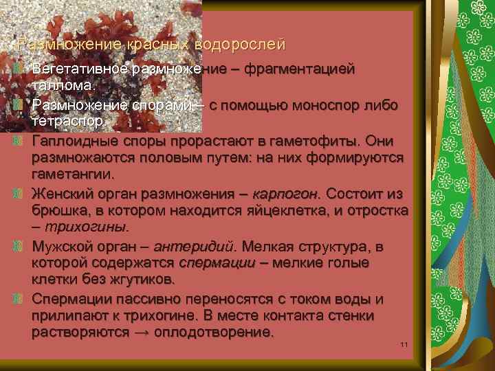 Размножение красных водорослей Вегетативное размножение – фрагментацией таллома. Размножение спорами – с помощью моноспор