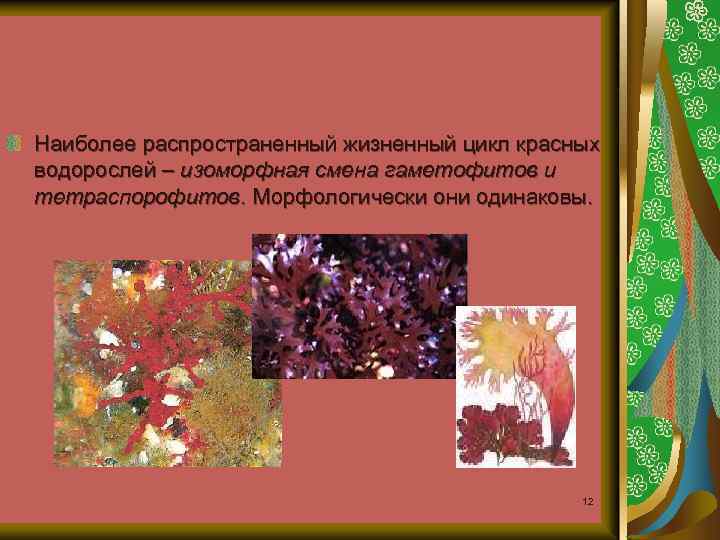 Наиболее распространенный жизненный цикл красных водорослей – изоморфная смена гаметофитов и тетраспорофитов. Морфологически они