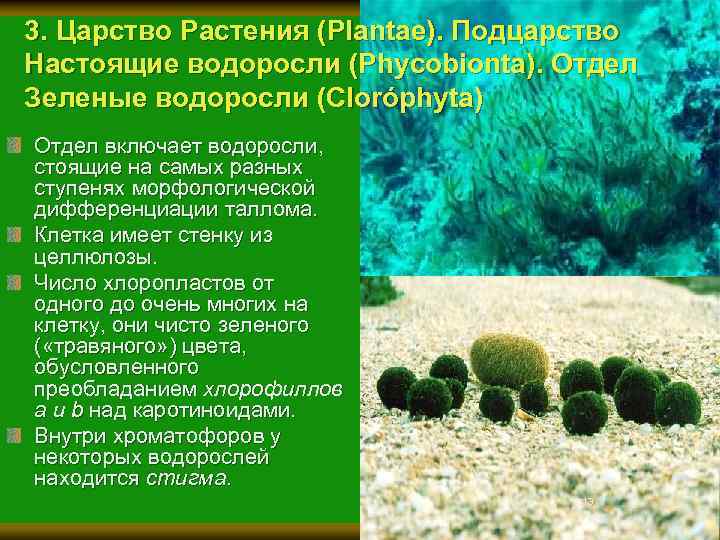 3. Царство Растения (Plantae). Подцарство Настоящие водоросли (Рhycobionta). Отдел Зеленые водоросли (Cloróphyta) Отдел включает