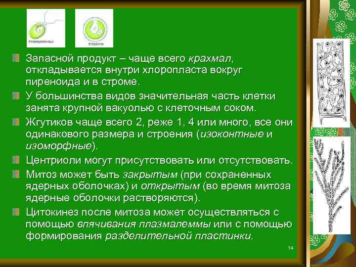 Запасной продукт – чаще всего крахмал, откладывается внутри хлоропласта вокруг пиреноида и в строме.