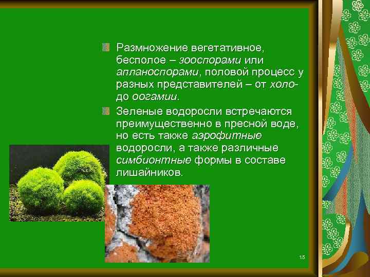 Размножение вегетативное, бесполое – зооспорами или апланоспорами, половой процесс у разных представителей – от