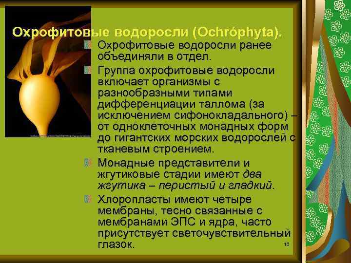 Охрофитовые водоросли (Ochróphyta). Охрофитовые водоросли ранее объединяли в отдел. Группа охрофитовые водоросли включает организмы