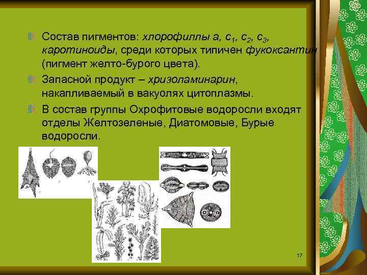 Состав пигментов: хлорофиллы a, c 1, c 2, c 3, каротиноиды, среди которых типичен