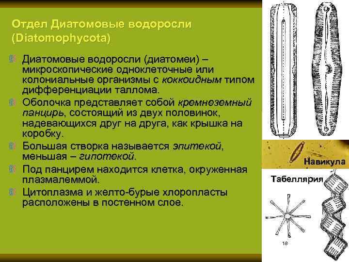 Отдел Диатомовые водоросли (Diatomophycota) Диатомовые водоросли (диатомеи) – микроскопические одноклеточные или колониальные организмы с