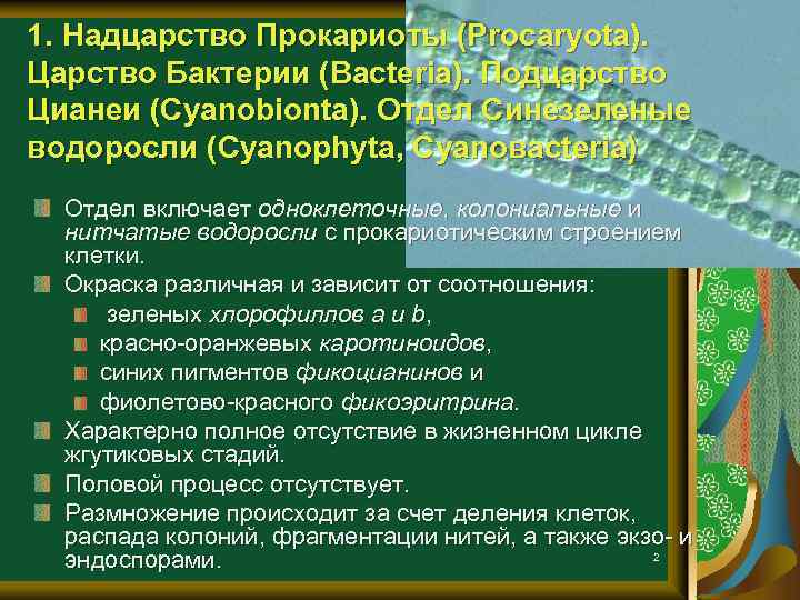 1. Надцарство Прокариоты (Procaryota). Царство Бактерии (Bacteria). Подцарство Цианеи (Cyanobionta). Отдел Синезеленые водоросли (Cyanophyta,