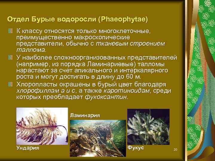 Отдел Бурые водоросли (Phaeophytae) К классу относятся только многоклеточные, преимущественно макроскопические представители, обычно с