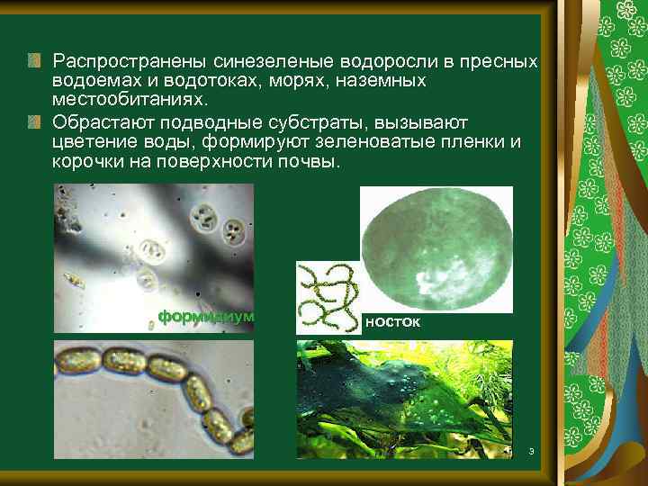 Распространены синезеленые водоросли в пресных водоемах и водотоках, морях, наземных местообитаниях. Обрастают подводные субстраты,