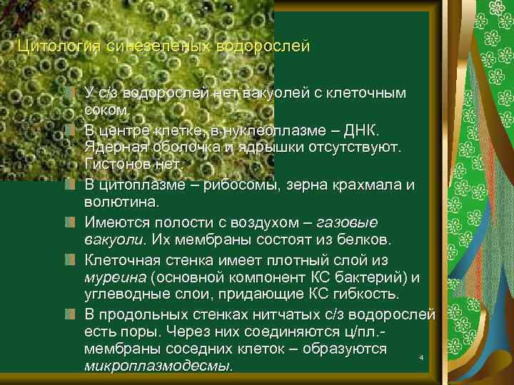 Цитология синезеленых водорослей У с/з водорослей нет вакуолей с клеточным соком. В центре клетке,