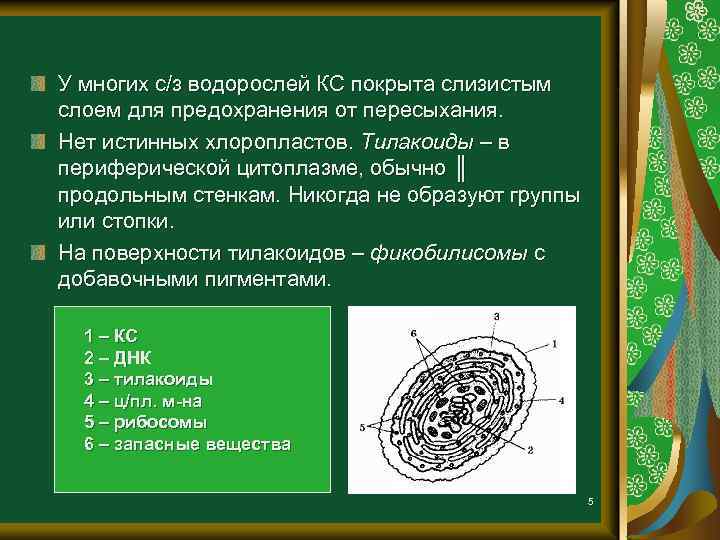 У многих с/з водорослей КС покрыта слизистым слоем для предохранения от пересыхания. Нет истинных