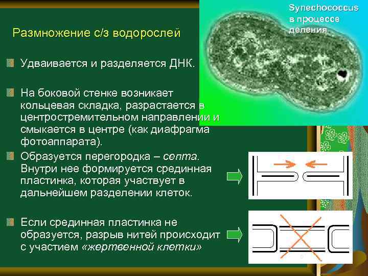 Размножение с/з водорослей Synechococcus в процессе деления Удваивается и разделяется ДНК. На боковой стенке