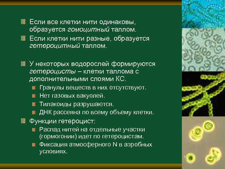 Если все клетки нити одинаковы, образуется гомоцитный таллом. Если клетки нити разные, образуется гетероцитный