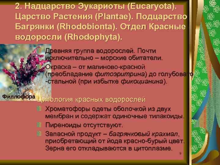 2. Надцарство Эукариоты (Eucaryota). Царство Растения (Plantae). Подцарство Багрянки (Rhodobionta). Отдел Красные водоросли (Rhodophyta).