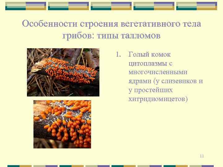 Особенности строения вегетативного тела грибов: типы талломов 1. Голый комок цитоплазмы с многочисленными ядрами