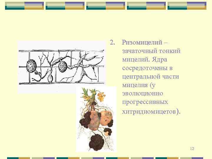 2. Ризомицелий – зачаточный тонкий мицелий. Ядра сосредоточены в центральной части мицелия (у эволюционно