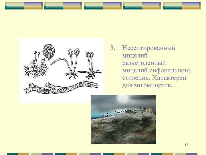 3. Несептированный мицелий – разветвленный мицелий сифонального строения. Характерен для зигомицетов. 13 