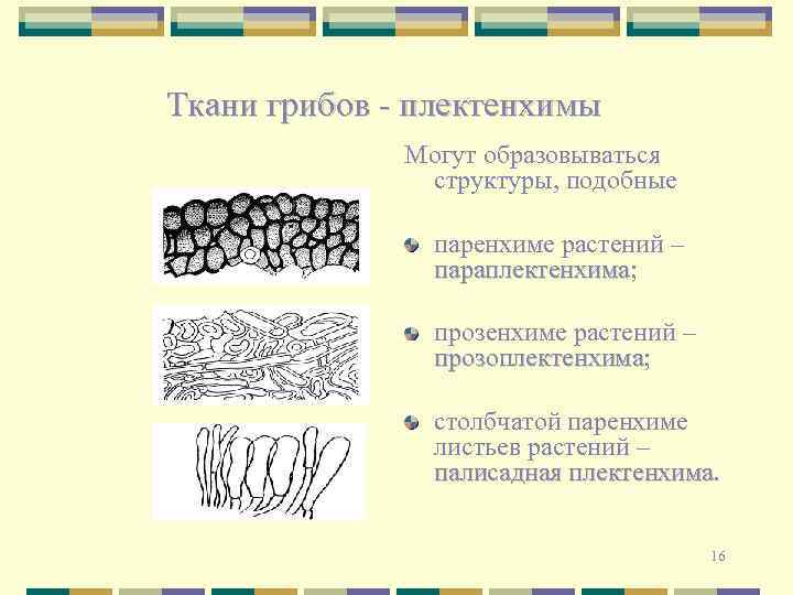 Ткани грибов - плектенхимы Могут образовываться структуры, подобные паренхиме растений – параплектенхима; параплектенхима прозенхиме