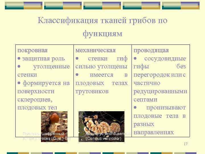 Классификация тканей грибов по функциям покровная защитная роль утолщенные стенки формируется на поверхности склероциев,