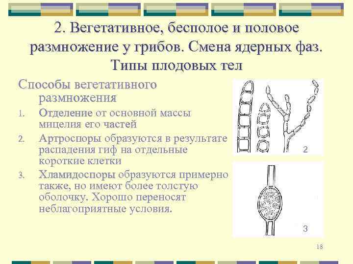 2. Вегетативное, бесполое и половое размножение у грибов. Смена ядерных фаз. Типы плодовых тел