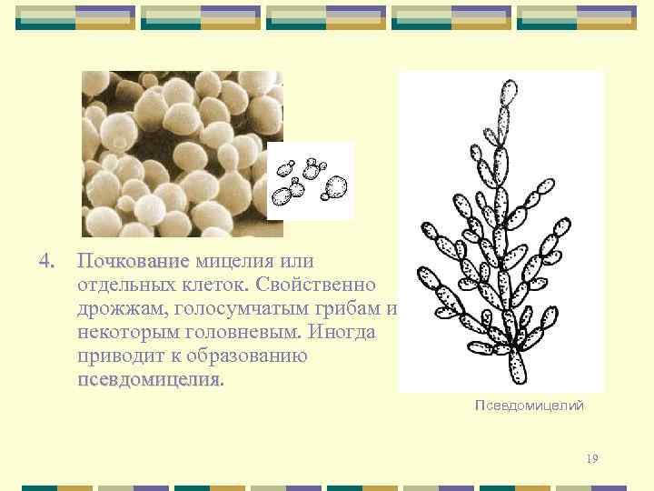 4. Почкование мицелия или отдельных клеток. Свойственно дрожжам, голосумчатым грибам и некоторым головневым. Иногда