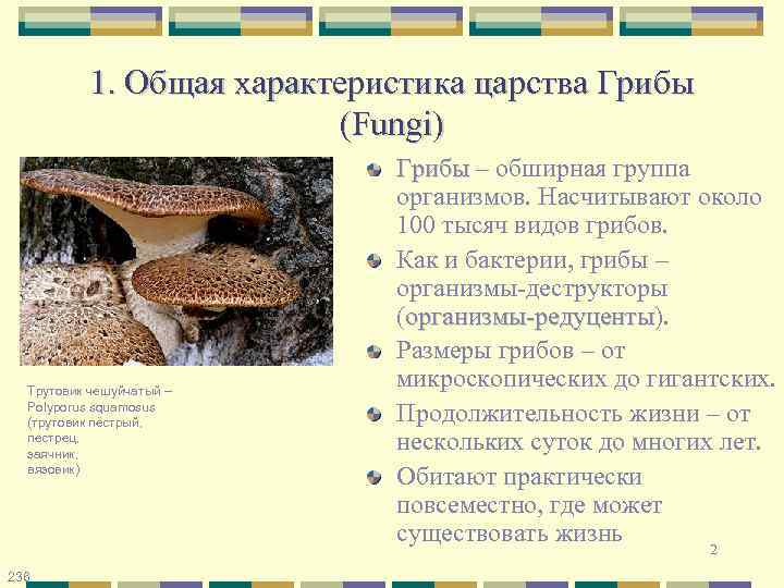 1. Общая характеристика царства Грибы (Fungi) Трутовик чешуйчатый – Polyporus squamosus (трутовик пёстрый, пестрец,