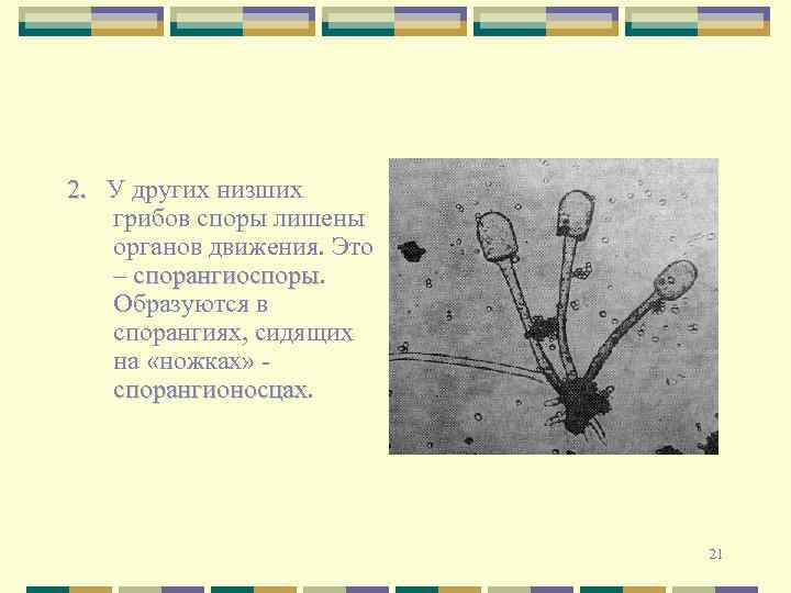 2. У других низших грибов споры лишены органов движения. Это – спорангиоспоры Образуются в