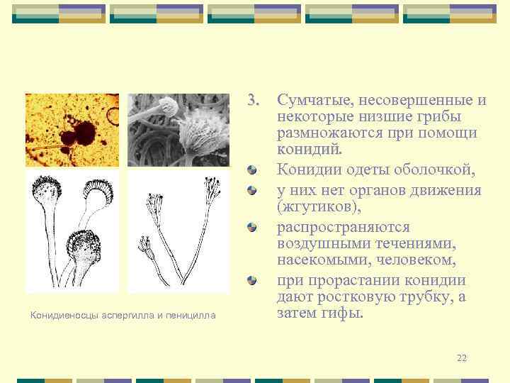 Конидиеносцы аспергилла и пеницилла 3. Сумчатые, несовершенные и некоторые низшие грибы размножаются при помощи