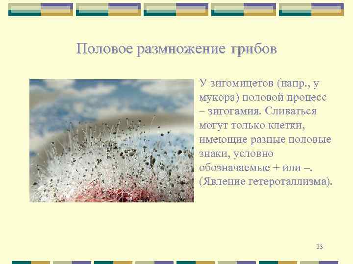 Половое размножение грибов У зигомицетов (напр. , у мукора) половой процесс – зигогамия. Сливаться