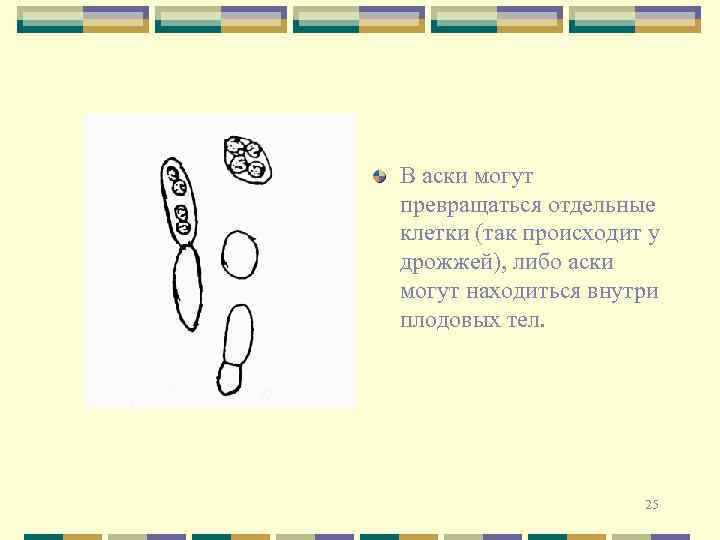 В аски могут превращаться отдельные клетки (так происходит у дрожжей), либо аски могут находиться