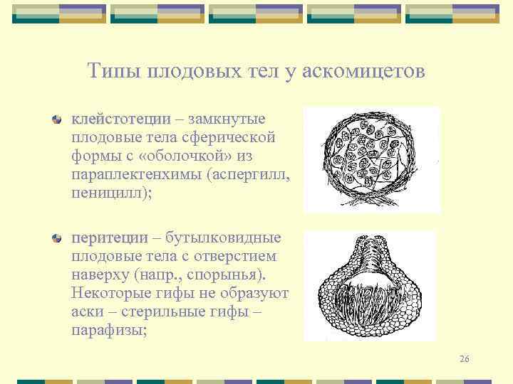 Типы плодовых тел у аскомицетов клейстотеции – замкнутые плодовые тела сферической формы с «оболочкой»