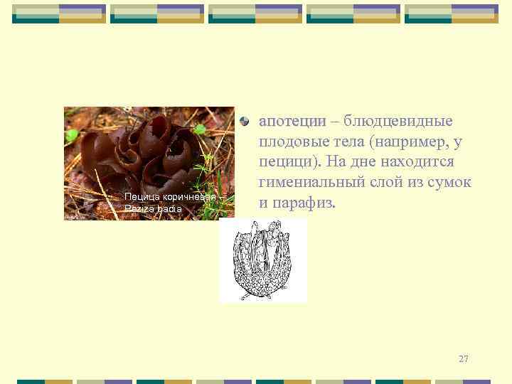 Пецица коричневая – Peziza badia апотеции – блюдцевидные плодовые тела (например, у пецици). На