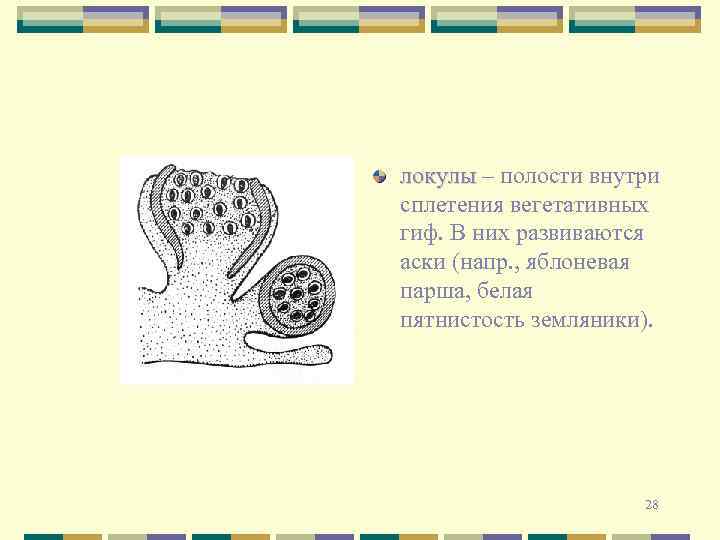 локулы – полости внутри сплетения вегетативных гиф. В них развиваются аски (напр. , яблоневая