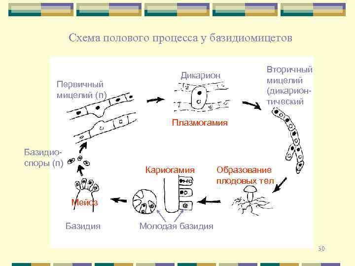 Схема полового процесса у базидиомицетов Первичный мицелий (n) Дикарион Вторичный мицелий (дикарионтический Плазмогамия Базидиоспоры