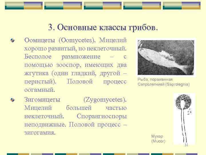 3. Основные классы грибов. Оомицеты (Oomycetes). Мицелий хорошо развитый, но неклеточный. Бесполое размножение –