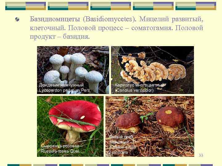 Базидиомицеты (Basidiomycetes). Мицелий развитый, клеточный. Половой процесс – соматогамия. Половой продукт – базидия. Дождевик