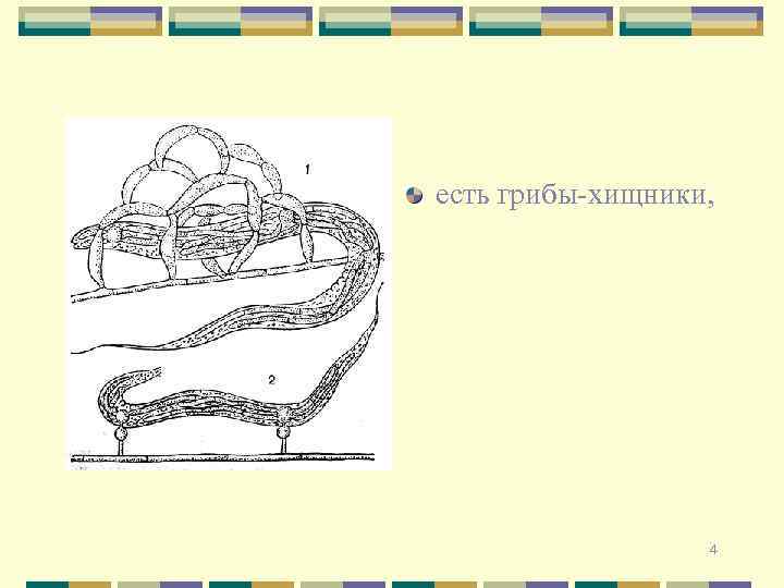 есть грибы-хищники, 4 