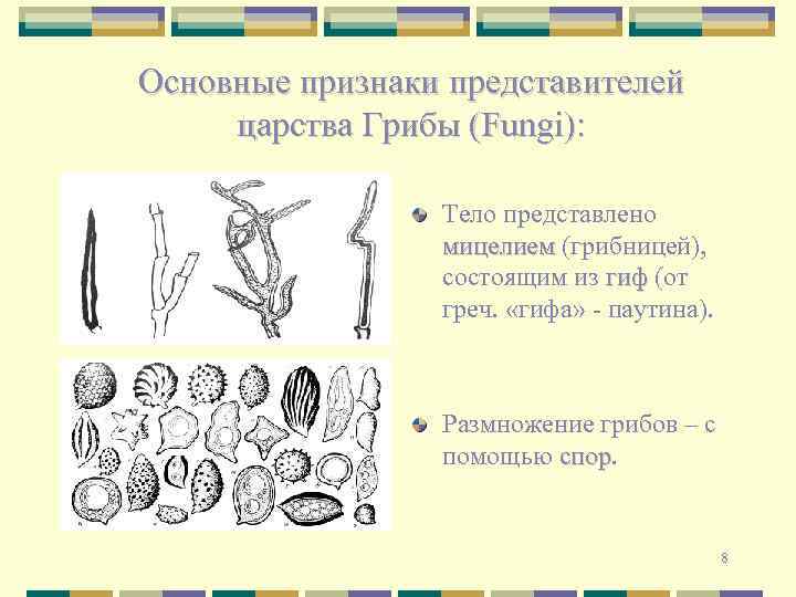 Основные признаки представителей царства Грибы (Fungi): Тело представлено мицелием (грибницей), состоящим из гиф (от