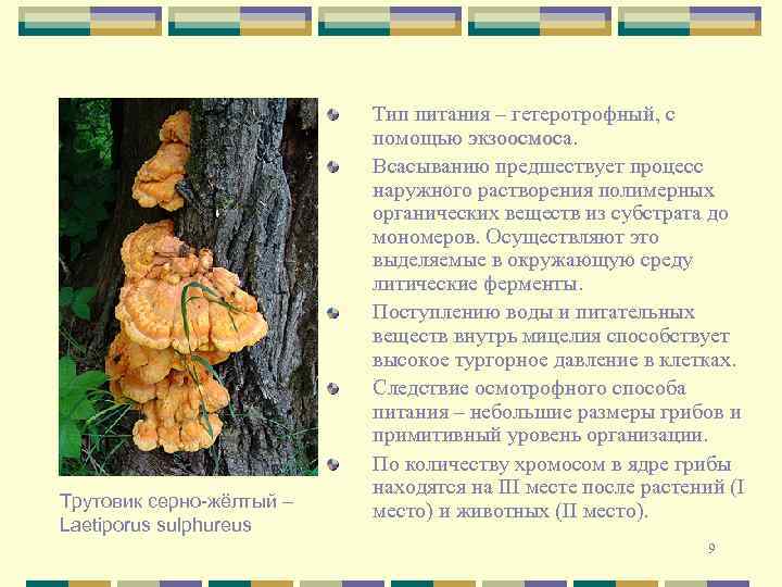 Трутовик серно-жёлтый – Laetiporus sulphureus Тип питания – гетеротрофный, с помощью экзоосмоса Всасыванию предшествует