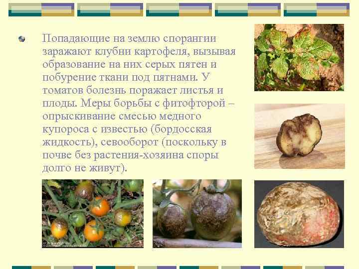 Попадающие на землю спорангии заражают клубни картофеля, вызывая образование на них серых пятен и