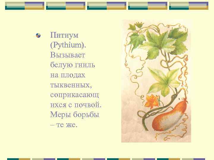 Питиум (Pythium). Вызывает белую гниль на плодах тыквенных, соприкасающ ихся с почвой. Меры борьбы