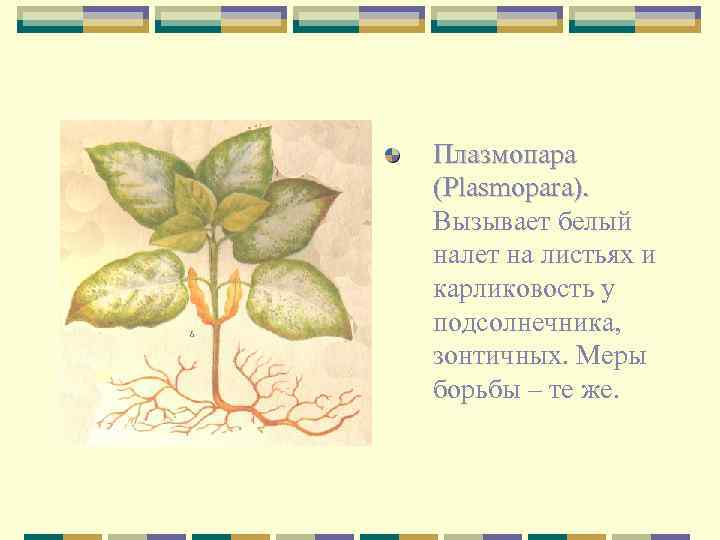 Плазмопара (Plasmopara). Вызывает белый налет на листьях и карликовость у подсолнечника, зонтичных. Меры борьбы