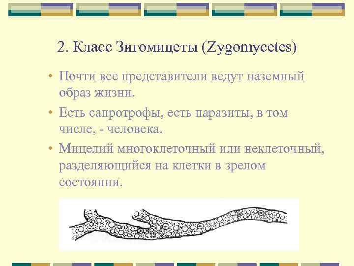 2. Класс Зигомицеты (Zygomycetes) • Почти все представители ведут наземный образ жизни. • Есть