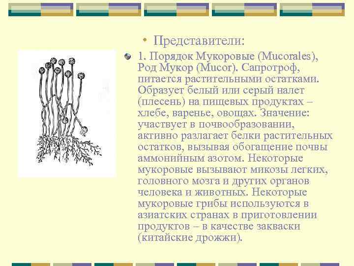  • Представители: 1. Порядок Мукоровые (Mucorales), Род Мукор (Mucor). Сапротроф, питается растительными остатками.