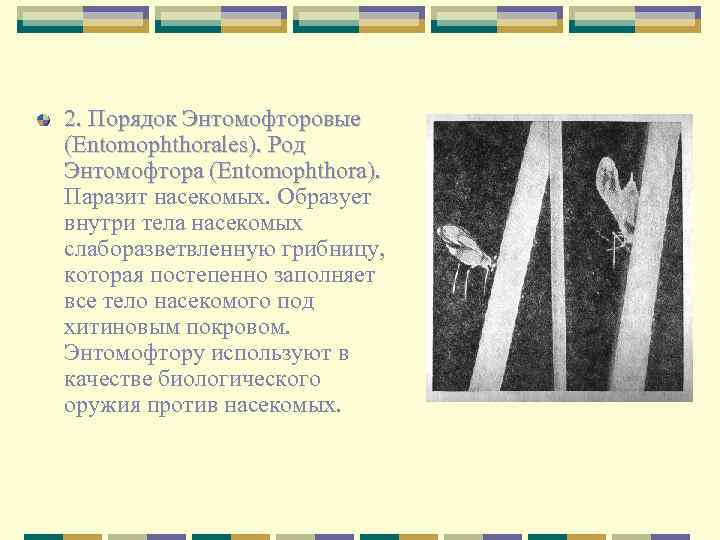 2. Порядок Энтомофторовые (Entomophthorales). Род Энтомофтора (Entomophthora). Паразит насекомых. Образует внутри тела насекомых слаборазветвленную
