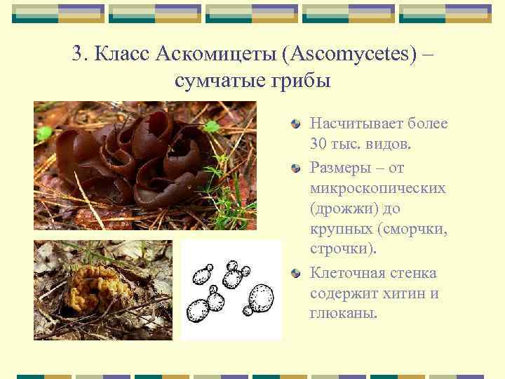3. Класс Аскомицеты (Ascomycetes) – сумчатые грибы Насчитывает более 30 тыс. видов. Размеры –